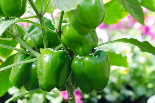 Green bell peppers growing