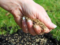 Hand Spreading Grass Seed in Dirt