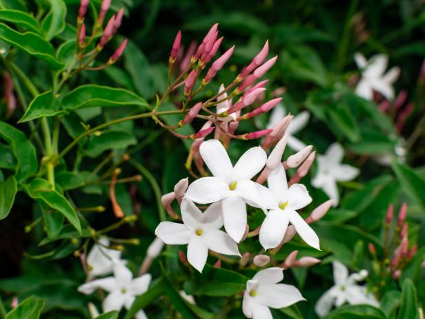 Common Jasmine (Jasminum officinale)