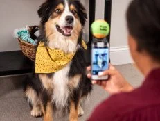 Australian Shepherd dog posing for phone portrait