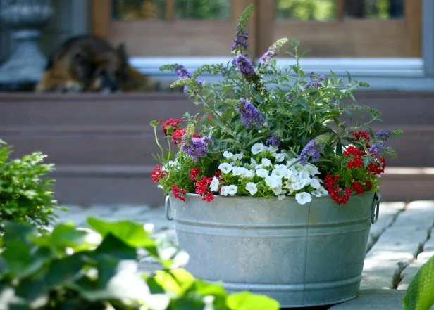 Galvanized Tub With Verbena, Calibrachoa and Butterfly Bush