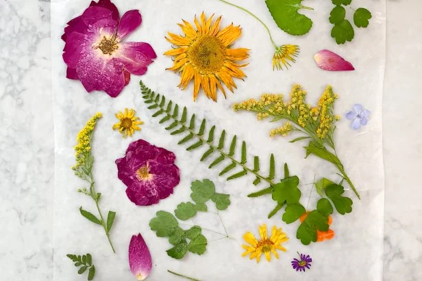 Brightly Colored Pressed Flowers on Paper Towel