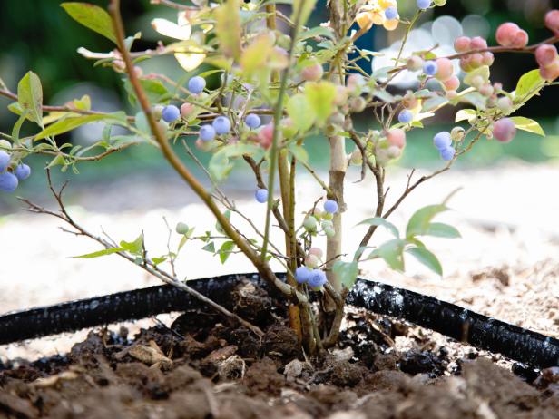how far apart to grow blueberries