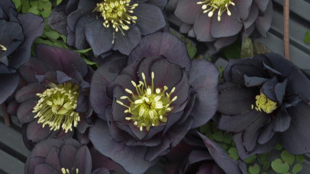 51 Striking Black Flowers & Plants