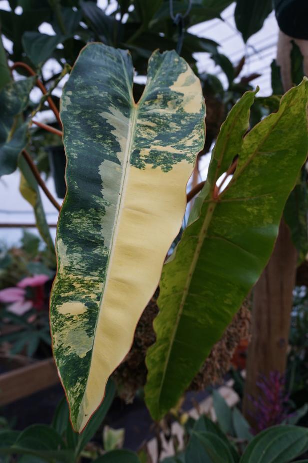 Variegated Philodendron With Large Yellow and Green Foliage This Variegated Philodendron Has Large Yellow and Green Foliage