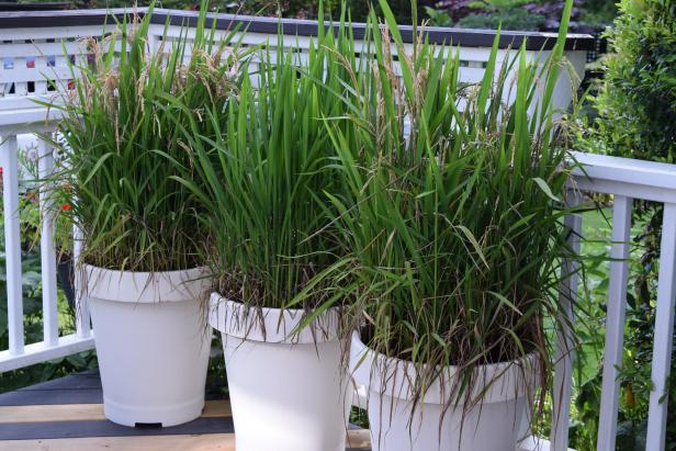 Rice Can Be Planted In Containers And Grown On A Deck.