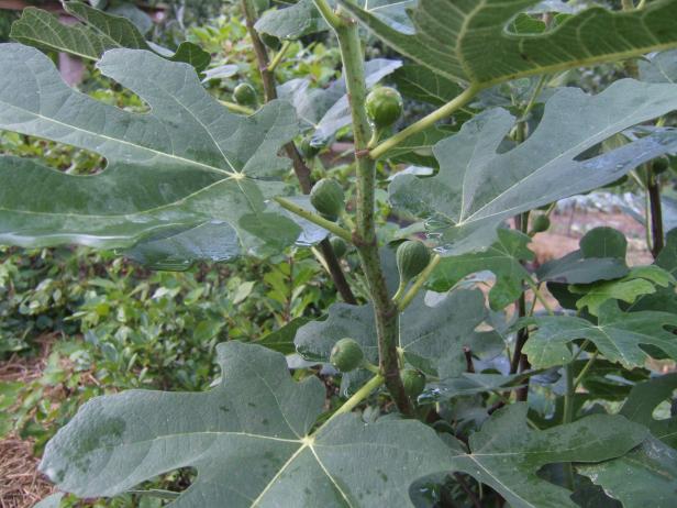 Unripe ‘Chicago Hardy’ Figs Green Figs On Shrub