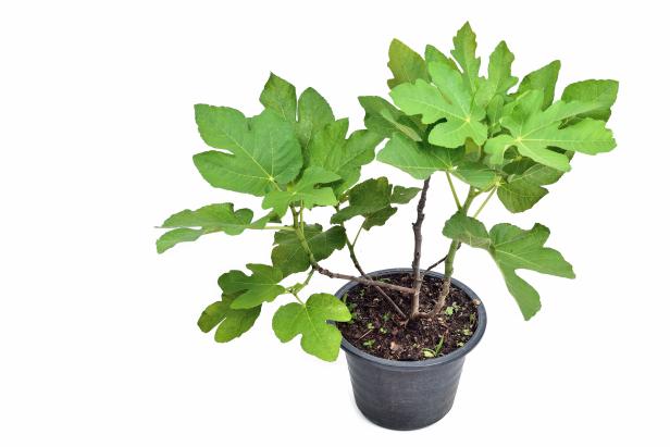 Fig Plant In Pot Potted Fig Plant
