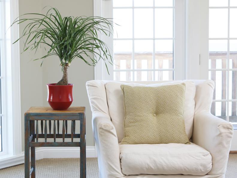 Ponytail Palm