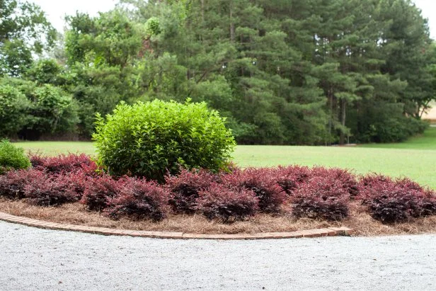 'Crimson Fire' fringe flower (Loropetalum)