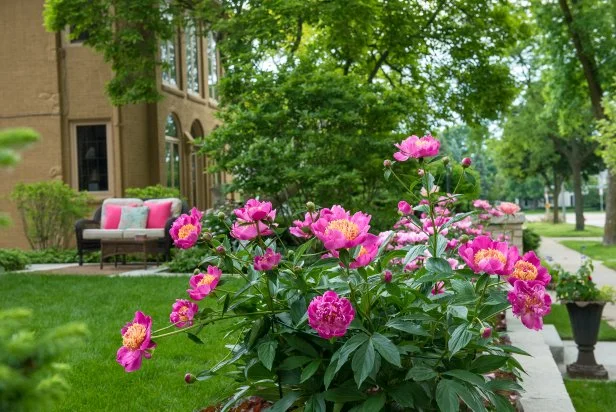 Fuchsia Colored Peonies