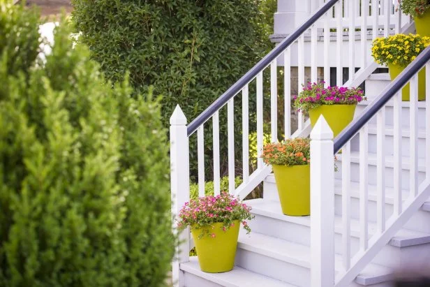 Fuchsia Colored Portulacas Flowers in Lime Green Pots