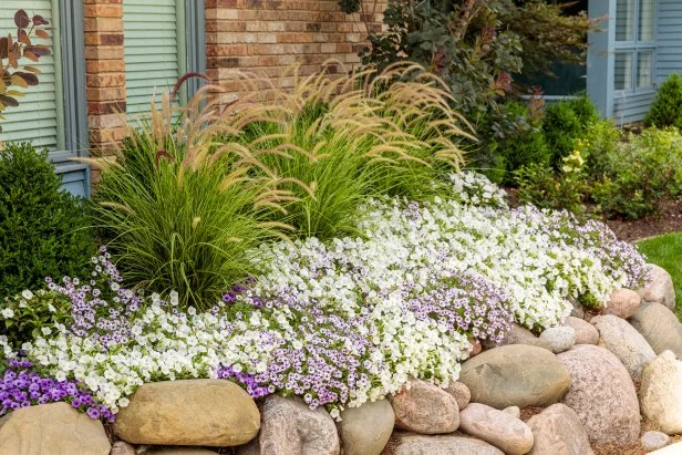 Ornamental Grasses Surrounded by Purple and White Petunia Flowers