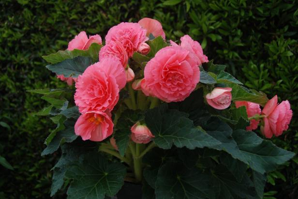 Amerihybrid Ruffled Pink Tuberous Begonia in a container. 