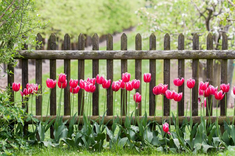 Picket Fence With Tulips