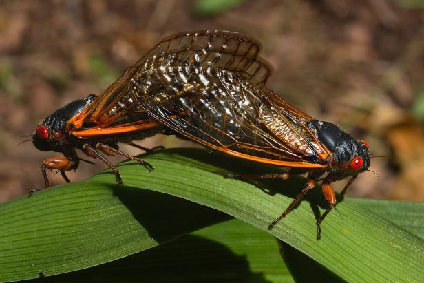Brood X Cicada Within five days after emergence, male cicadas sing, females answer with clicking, and mating ensues. The female will lay hundreds of eggs before she dies. And thus, the 17-year life cycle begins anew.