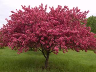 Spring Crabapple Tree