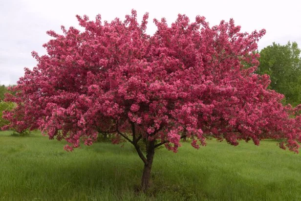 Prairifire Spring Crabapple Tree