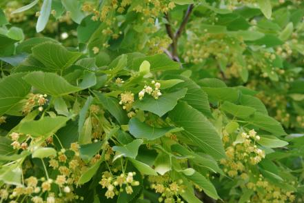 Linden Tree