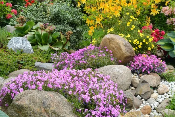 Creeping Phlox Groundcover