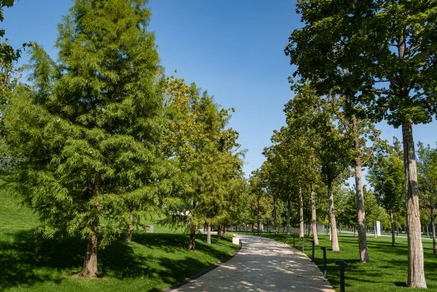 Taxodium distichum, commonly called bald cypress