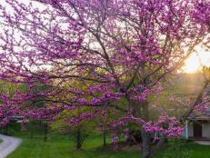 Learn all about colorful redbud trees, plus get expert tips and information for choosing, planting, growing and caring for Eastern redbuds in your home landscape.