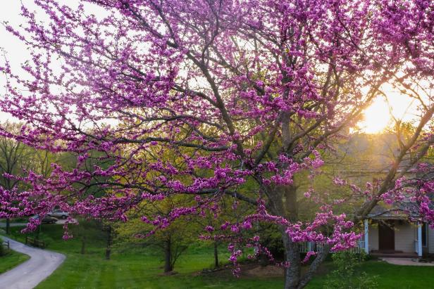 large redbud tree in front yard