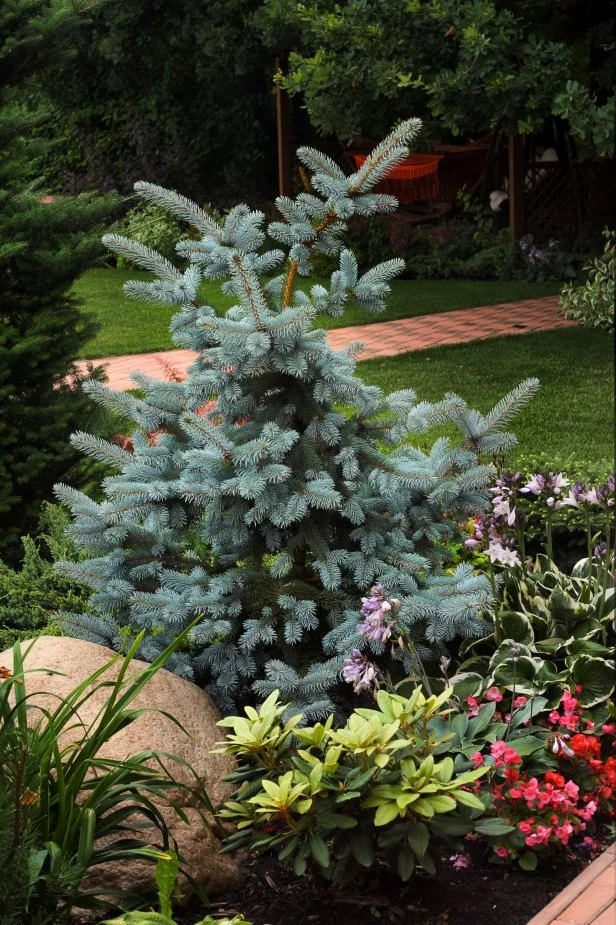 Blue spruce tree