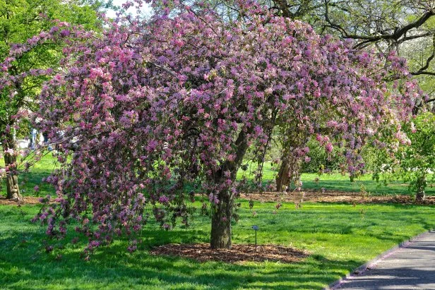 flowering crabapple tree