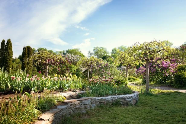 Mulberry trees in landscape with tulips