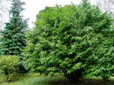 cherry laurel, also known as English laurel
