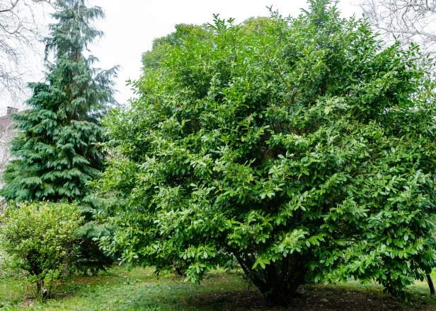 cherry laurel, also called English laurel