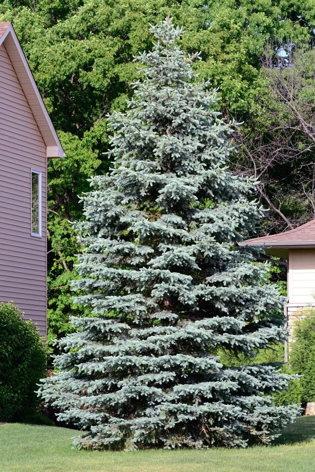 Blue Spruce (Picea pungens)