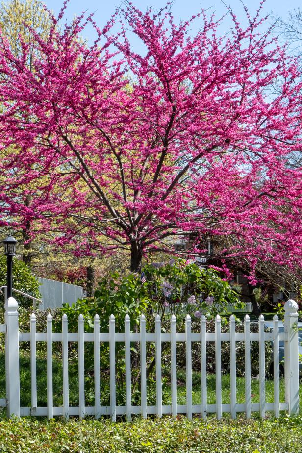 bright magenta blooming redbud behind white picket fence