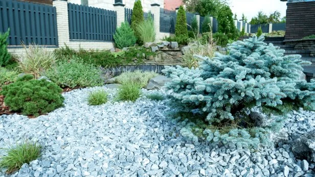 dwarf Colorado blue spruce, which is known to be drought tolerant