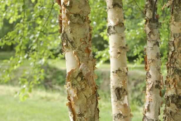 river birch tree trunk and bark