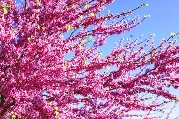 magenta redbud tree blooms against bright blue sky