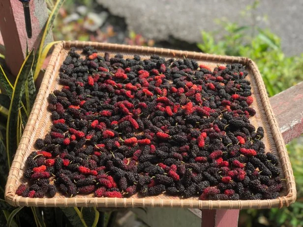 mulberry fruit