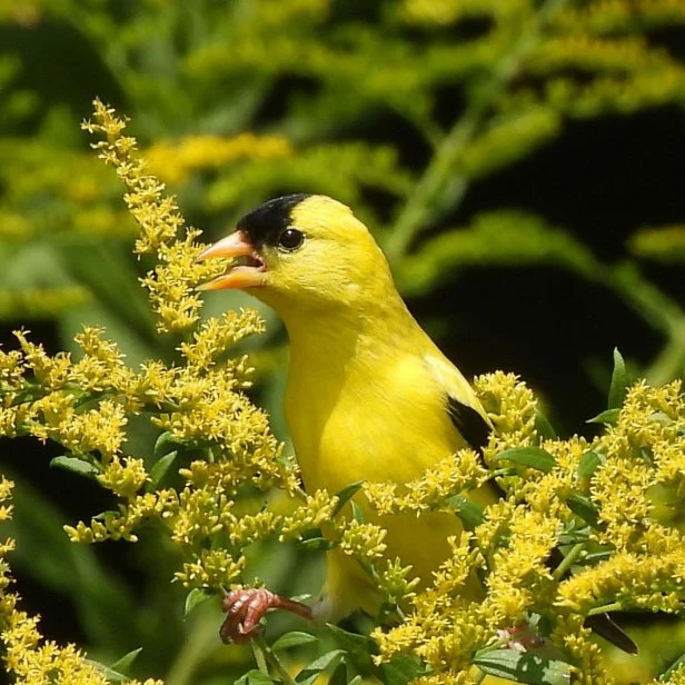 Planting Native Flowers Attracts Goldfinches and Other Birds