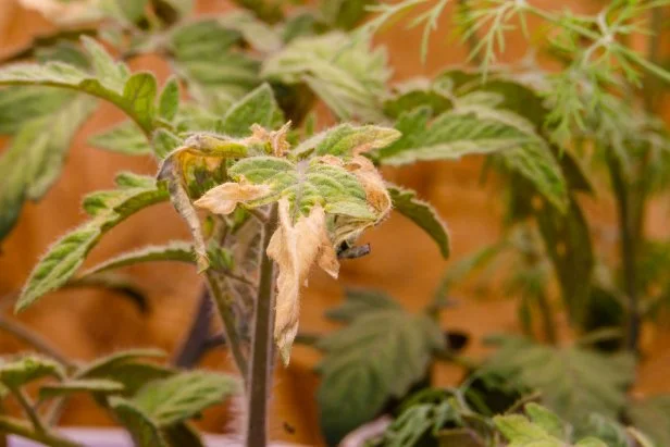 tomato leaf with yellowing on the outer edges