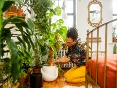 Person cares for large indoor plant by checking moisture in pot