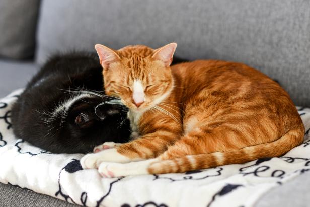 Orange Cat Cuddling With Black Cat