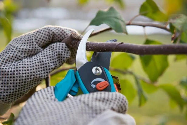 Pruning fruit trees by pruning shears