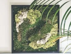 Green, yellow and white moss in a black frame