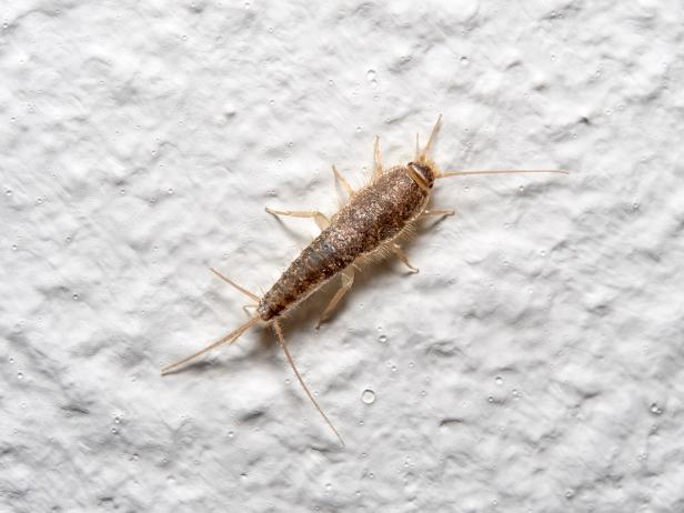 Mature silverfish in the home