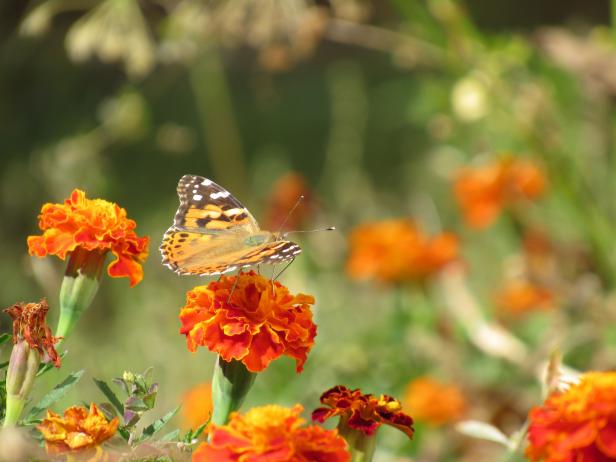 Butterfly on Marigolds