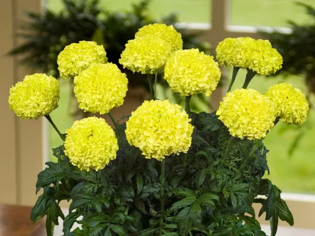 'Nosento Limegreen' Marigolds