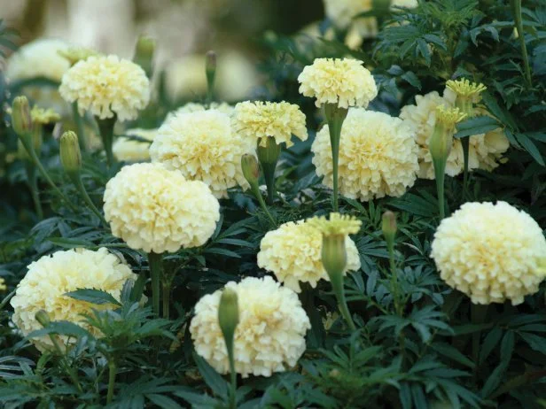 Marigold 'Vanilla'