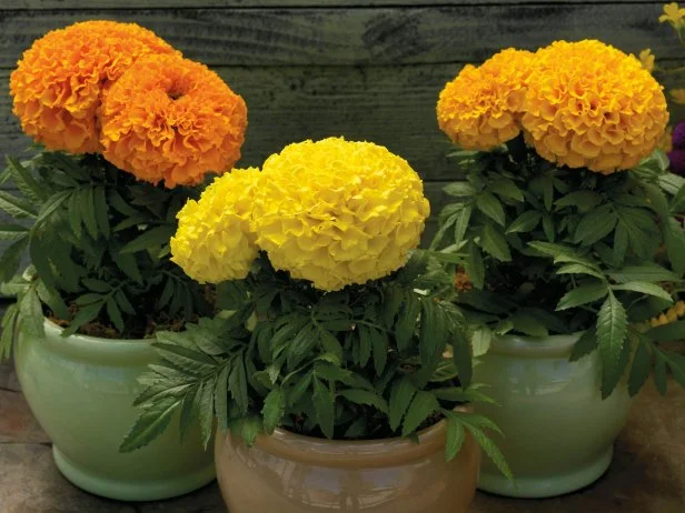 Marigold Mix