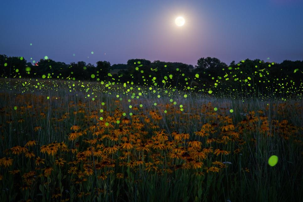 Find Out How to Attract Fireflies to Your Yard or Garden